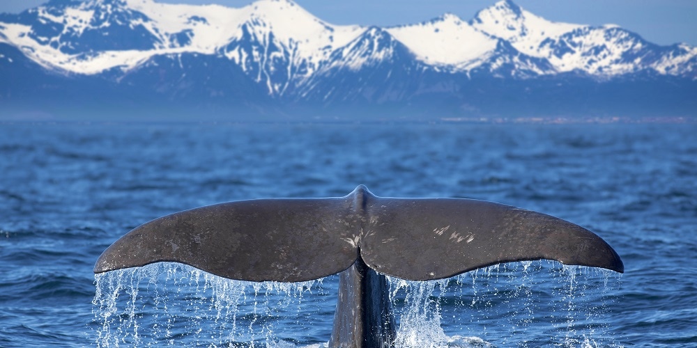 Was sind eigentlich Bitcoin Whales?